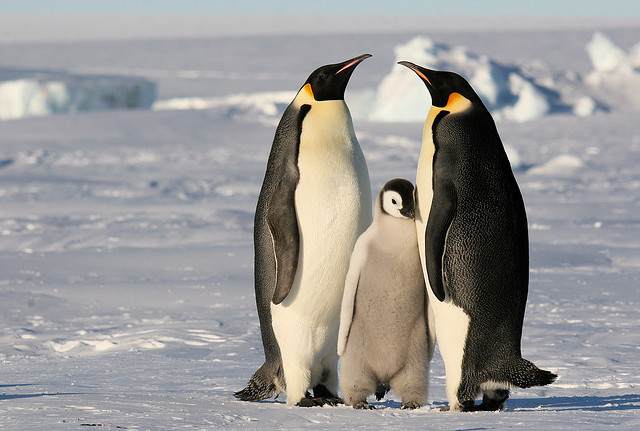 antartica_ Martha de Jong-Lantink_Flickr Um dos lugares mais extremos do mundo é o que tem mais vida. Foto: Martha de Jong-Lantink, Flickr