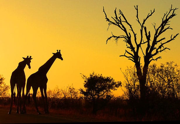 Safari na África do Sul. Foto: Arno & Louise Wildlife, Flickr