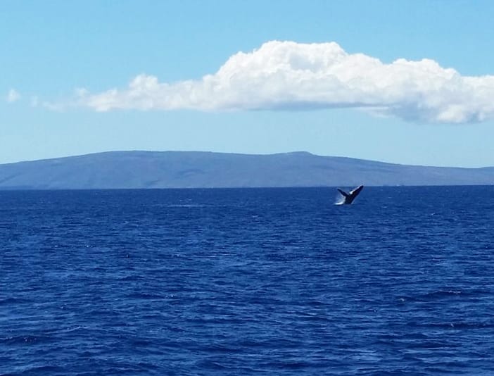 Baleias em Maui Hawaii