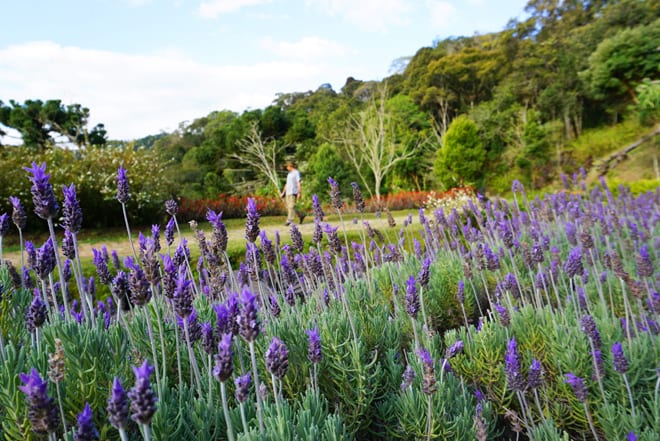 Jardim Lavandas Amantikir