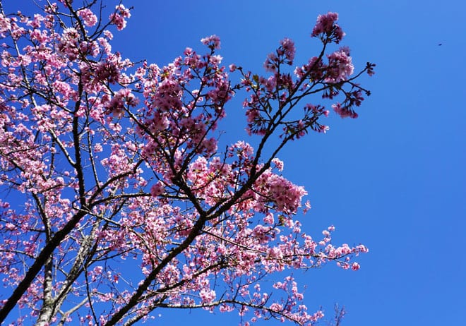 Cerejeira em Campos do Jordão