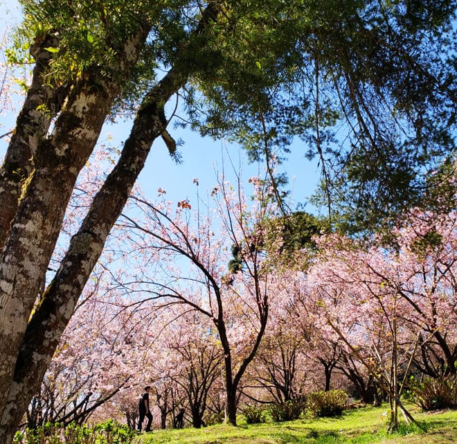 Parque das Cerejeiras Campos do Jordao