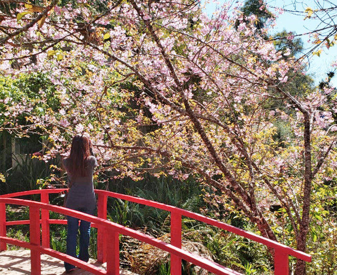 Parque das Cerejeiras Campos do Jordao