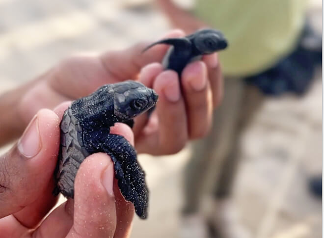 Filhotes de tartaruga sendo soltos em Aracaju