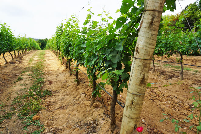 Vinhedos em Espírito Santo do Pinhal